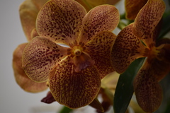 Vanda