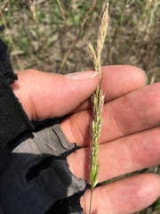 Trisetum interruptum