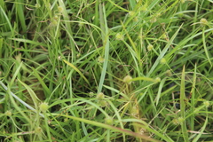 Cyperus erectus
