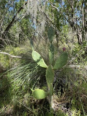 Opuntia keyensis