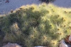 Spinifex longifolius