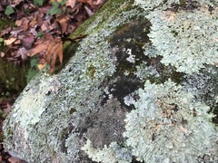 Halecania pepegospora