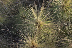 Spinifex longifolius