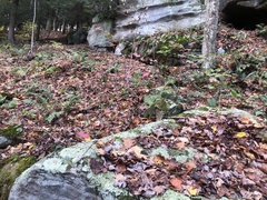 Halecania pepegospora