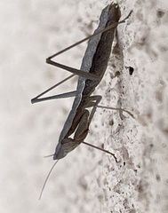 Yersiniops solitarius