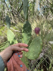 Opuntia keyensis