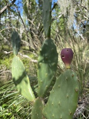 Opuntia keyensis