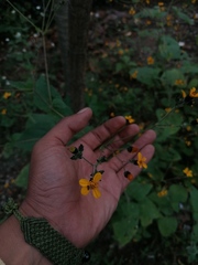 Simsia lagasceiformis