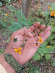 Simsia lagasceiformis