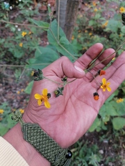 Simsia lagasceiformis