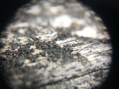 Leimonis erratica