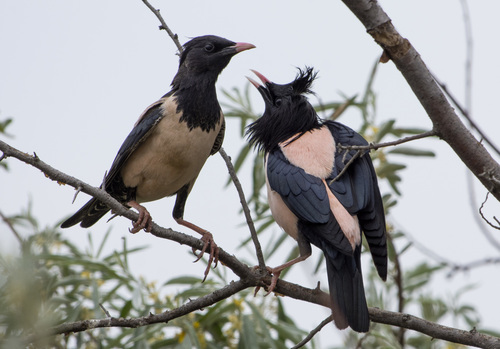 Rosy Starling, Кумторкалинский р-н, Респ. Дагестан, Россия, photo 7 of 10