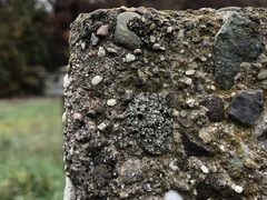 Phaeophyscia decolor