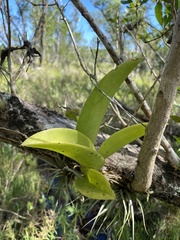 Trichocentrum undulatum