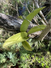 Trichocentrum undulatum