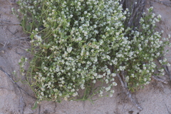 Ptilotus villosiflorus