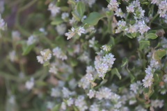 Ptilotus villosiflorus