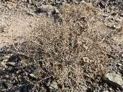 Salsola passerina