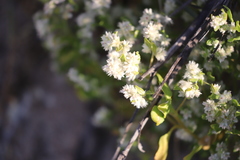 Ptilotus villosiflorus