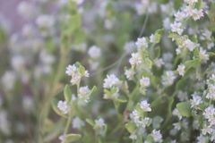 Ptilotus villosiflorus