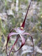 Caladenia chapmanii