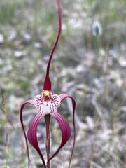 Caladenia chapmanii