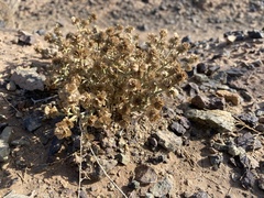 Anabasis brevifolia