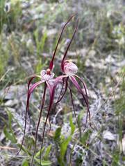 Caladenia chapmanii