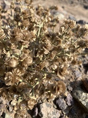 Anabasis brevifolia