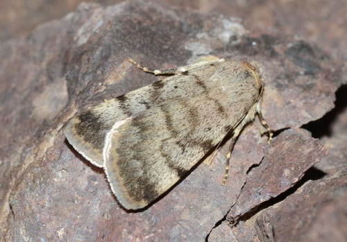 Autophila cerealis