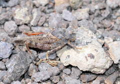 Asiotmethis heptapotamicus