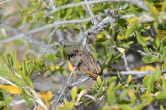 Cicadatra querula