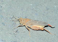 Asiotmethis heptapotamicus