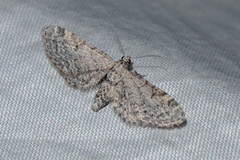 Eupithecia minusculata