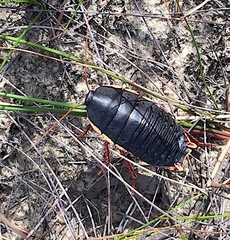 Polyzosteria limbata