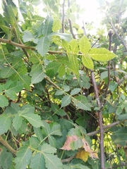 Bursera glabrifolia