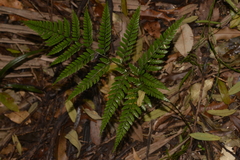 Arachniodes aristata