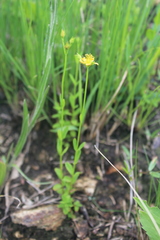 Hypericum lalandii