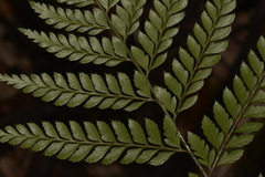 Arachniodes aristata