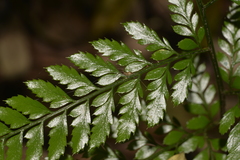 Arachniodes aristata