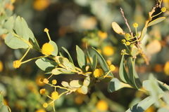 Acacia bivenosa