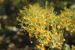 Acacia bivenosa