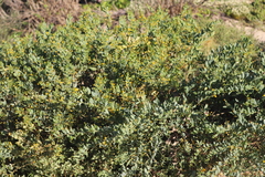 Acacia bivenosa