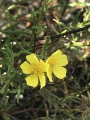 Crocanthemum scoparium