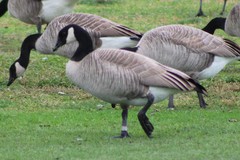 Branta canadensis moffitti