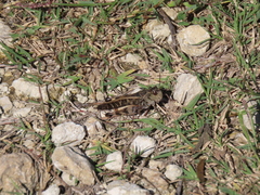 Hippiscus ocelote