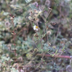 Bidens odorata