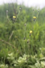 Crepis hypochaeridea