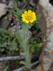 Layia hieracioides