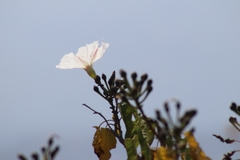 Ipomoea pauciflora
